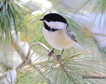 Bird Photography | Black Capped Chickadee | Soothing Nature Photo | Nursery Decor | Winter Pine Art | Outdoor Wildlife | Chickadee Art Print