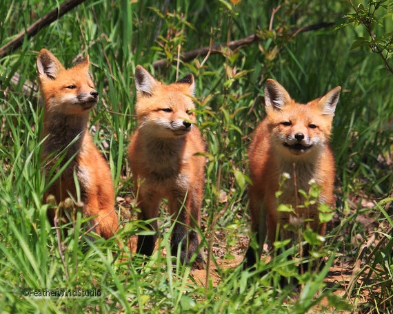 Foxes Photo Art Cute Baby Animals Art Red Fox Kit Etsy Norway