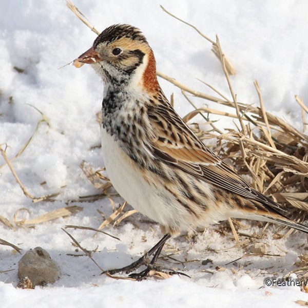 Lapland Longspur Photo | Farm Photography | Children's Room Décor | Kids Songbird Wall Art | Winter Wildlife | Arctic Bird | Cute Bird Print