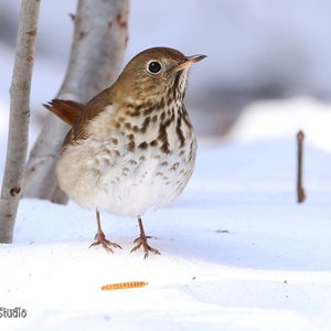 Hermit Thrush Photo | Winter Bird Photography | Bedroom Wall Art | Birder Gift | Office Home Nature Décor | Bird In Snow | Thrush Art Print