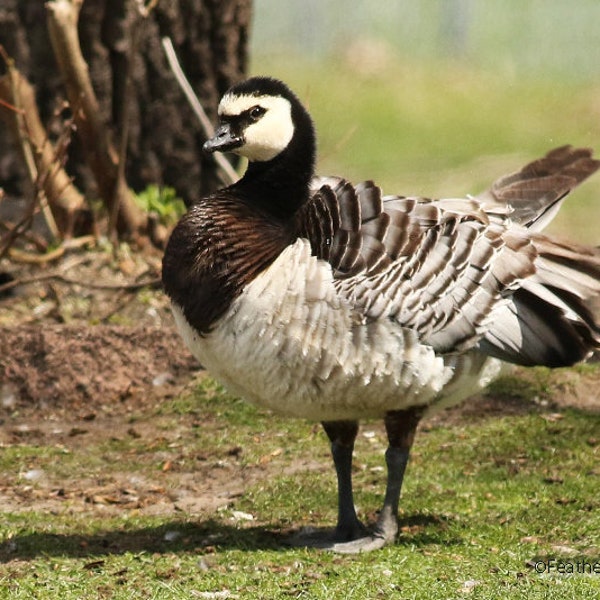 Barnacle Goose Photo | Bird Photograph | Nursery Nature Décor | Waterfowl Theme Wall Art | FeatherWindStudio | Indiana Birding | Goose Print