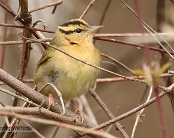 Worm Eating Warbler Photo | Spring Bird Photography | Bird Wall Décor | Pure Michigan | FeatherWindStudio | Bird Lover Gift | Warbler Print