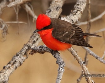 Vermilion Flycatcher Photo | Bird Photography | Desert Home Office Décor | Avian Wall Art | FeatherWindStudio | Quality Bird Nature Prints