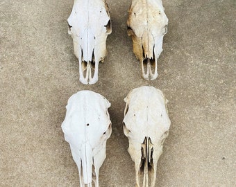 Real Cow Skulls (available for commission)