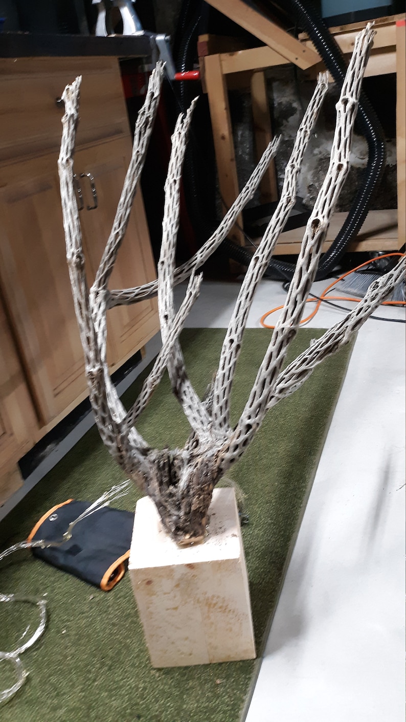 Jumping Cholla Cactus Skeleton Wood Lamp | Etsy