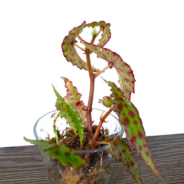 FREE PRIORITY SHIP Rooted Begonia Amphioxus Terrarium Culture Red Polka Dots Ships in Sphagnum Moss ~ Parent Plant Shown for Reference