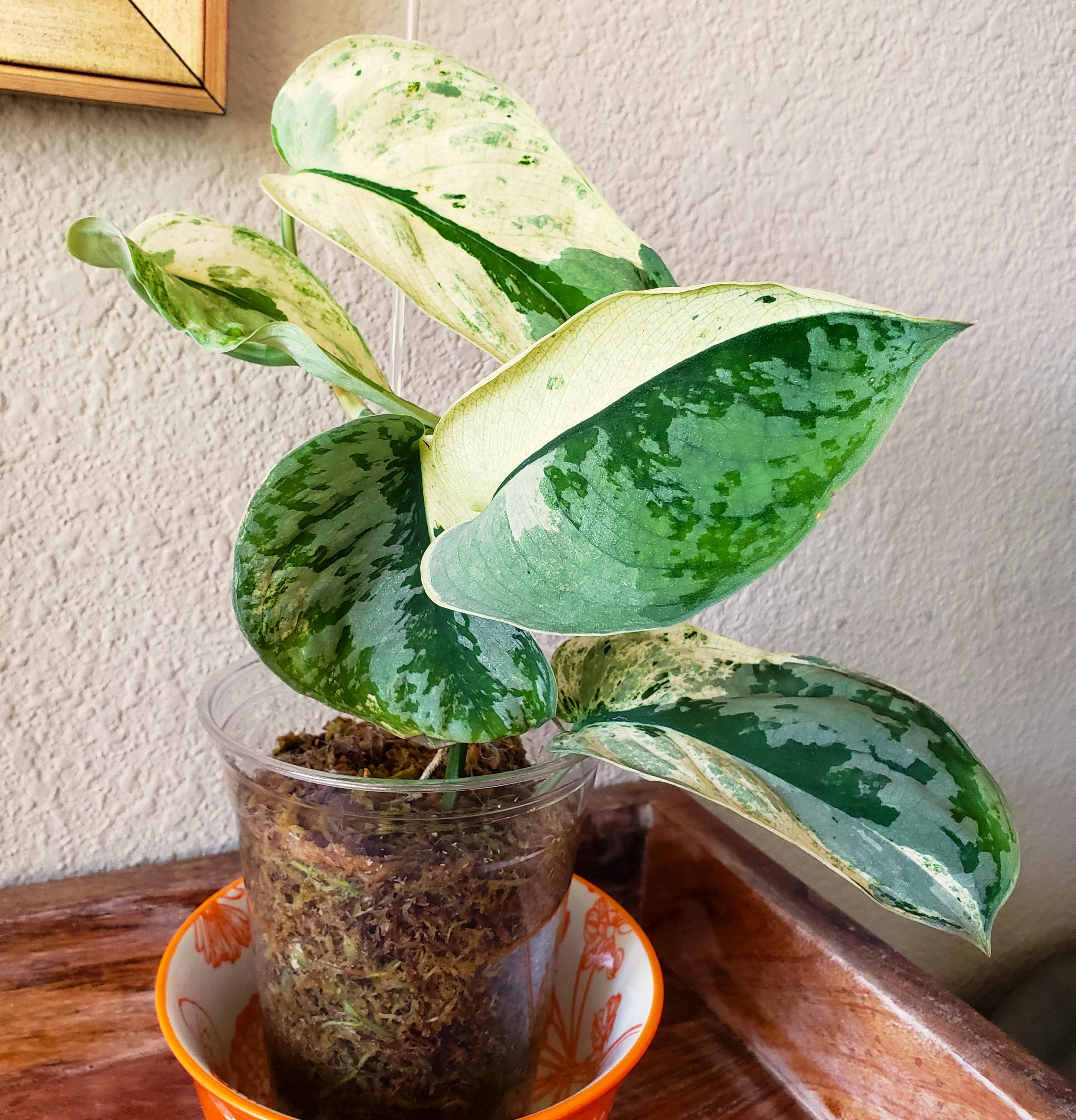 scindapsus supermoon tilung Scindapsus Tilung – Curious Plant Killer