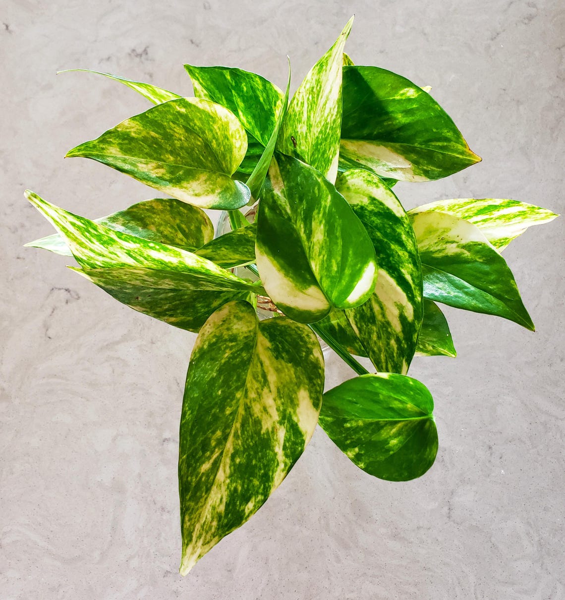 Better Than Flowers Pothos 5 ROOTED Cuttings Easy Care Hydroponic ...