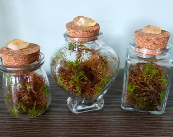 LIVE Sustainable Sphagnum Moss HOMEGROWN Terrarium SET of 3 Positive Energy Citrine Crystal & Petite Mini Glass Heart Square Honey Pot