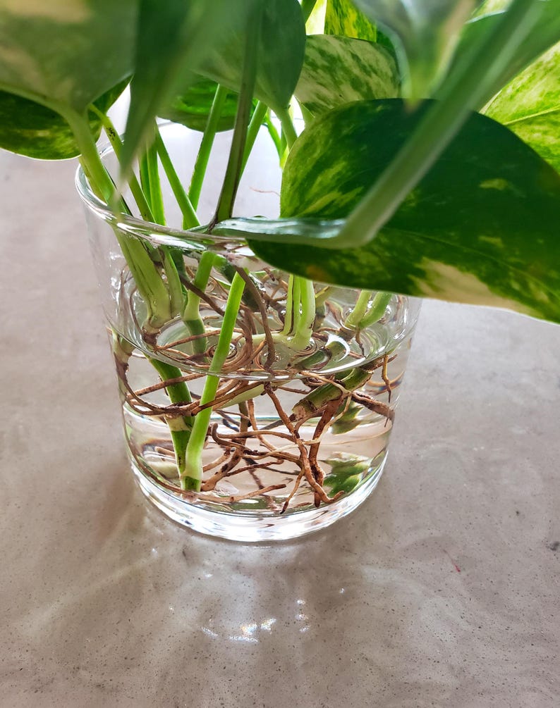 Better Than Flowers Pothos 6 ROOTED Cuttings Easy Care Hydroponic ...