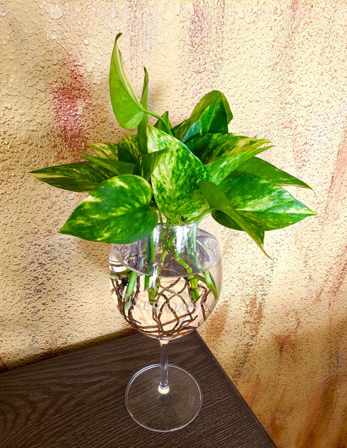 Better Than Flowers Pothos 5 ROOTED Cuttings Easy Care Hydroponic ...