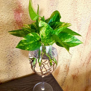 May include: A clear glass wine glass vase filled with water and a green plant. The plant has vibrant green leaves with yellow variegation. The vase sits on a dark brown wooden surface against a textured, light brown wall.