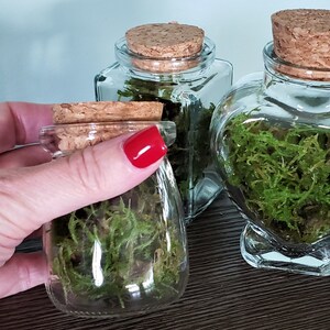 LIVE Sustainable Sphagnum Moss Homegrown Terrarium SET of 3 Positive Energy Citrine Crystal Glass Heart Square Honey Pot