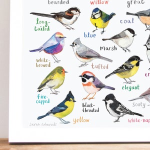 Tits of the WORLD Bird Art Print A4 new edition image 4
