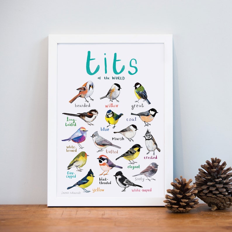 Tits of the WORLD Bird Art Print A4 new edition image 2