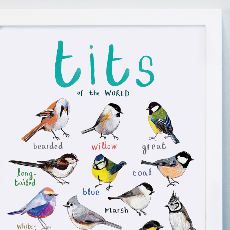 Tits of the WORLD Bird Art Print A4 new edition image 3