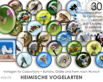 HEIMISCHE VÖGEL 30 digitale Cabochonvorlagen Cabochon Vorlagen digital Download Buttonvorlagen Schmuckbilder Buttons template Collage