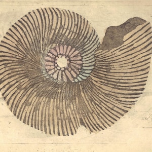 Puede incluir: Un fósil de amonita marrón y blanco con un centro rosa y azul. El fósil tiene forma de espiral con muchas crestas.