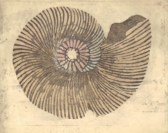 Nautilus Shell /etching