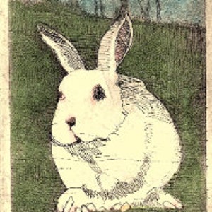 White Bunny / etching