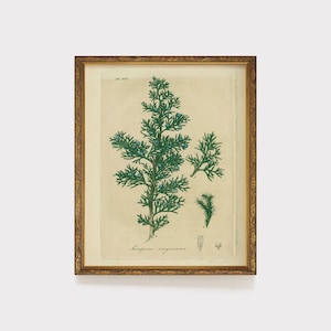Puede incluir: Una ilustración botánica vintage de Juniperus virginiana, también conocido como cedro rojo oriental, con una representación detallada del follaje, las bayas y las ramas de la planta. La ilustración está enmarcada en un marco dorado.