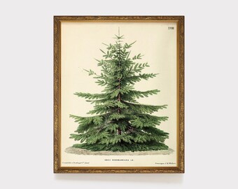 Vintage Christmas Tree Art, Christmas Decor, Printable Winter Wall Painting, Pine Fir Tree, Neutral Moody Holiday Art, Christmas Botanical