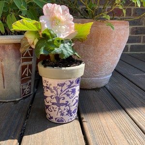 Peut inclure: Une fleur de bégonia rose et blanche dans un pot en céramique blanc avec un motif floral bleu et blanc. Le pot est posé sur une terrasse en bois.