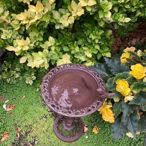 May include: A brown cast iron bird bath with a decorative design. The bird bath is sitting on a bed of green moss and surrounded by yellow flowers.