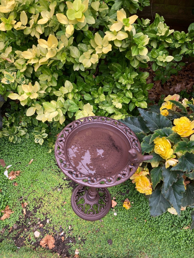May include: A brown cast iron bird bath with a decorative design. The bird bath is sitting on a bed of green moss and surrounded by yellow flowers.