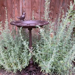May include: A brown cast iron bird bath with a small bird perched on the rim. The bird bath is on a stand with a decorative base. The bird bath is surrounded by green plants.