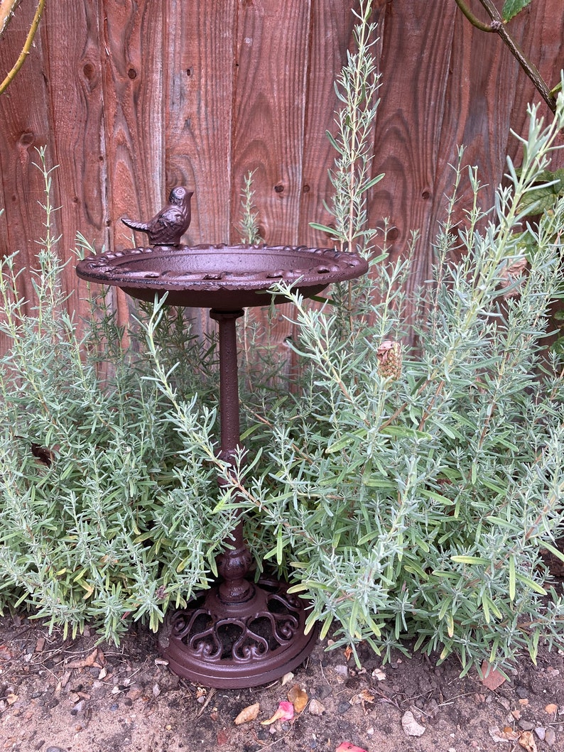 May include: A brown cast iron bird bath with a small bird perched on the rim. The bird bath is on a stand with a decorative base. The bird bath is surrounded by green plants.