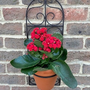 May include: A black metal wall planter with a decorative scroll design. A terracotta pot with red flowers is hanging in the planter.