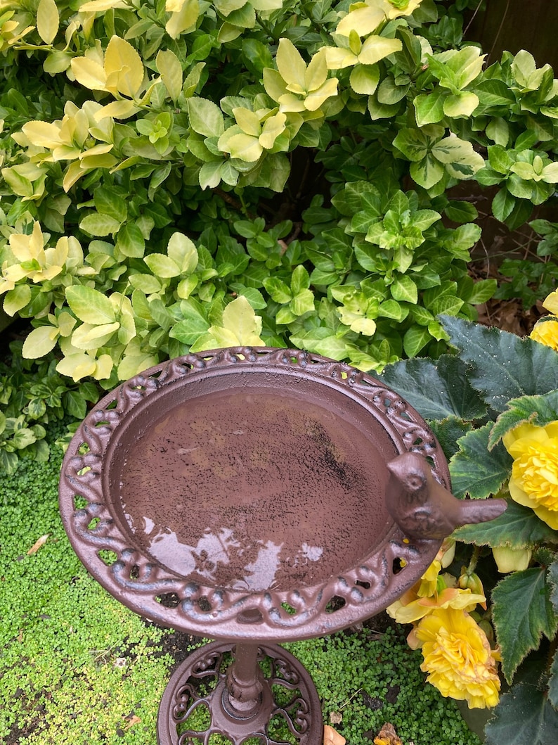 May include: A brown cast iron bird bath with a decorative design and a small bird figurine on the side. The bird bath is filled with water and is surrounded by green plants.