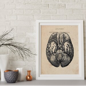 Human Brain Art Anatomy Brain Vintage Anatomy Brain Print Anatomical ...
