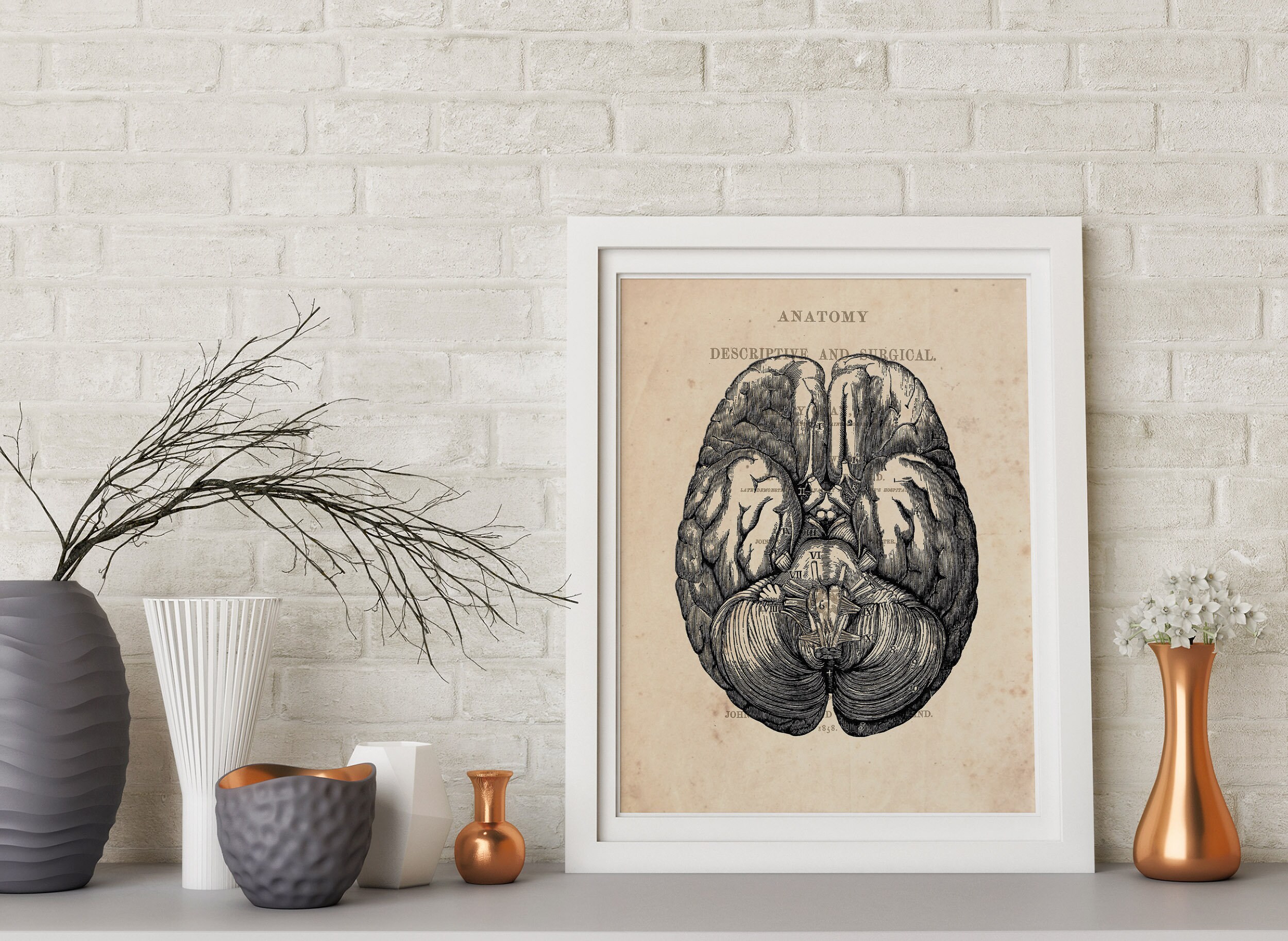 Human Brain Art Anatomy Brain Vintage Anatomy Brain Print Anatomical ...
