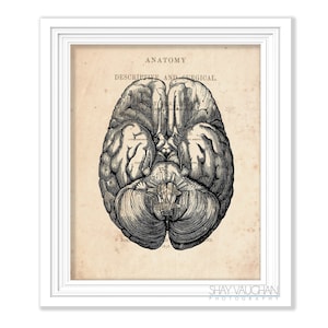 Human Brain Art Anatomy Brain Vintage Anatomy Brain Print Anatomical Brain Psychology Gift Medical Student Gift Doctors Office Art No.533