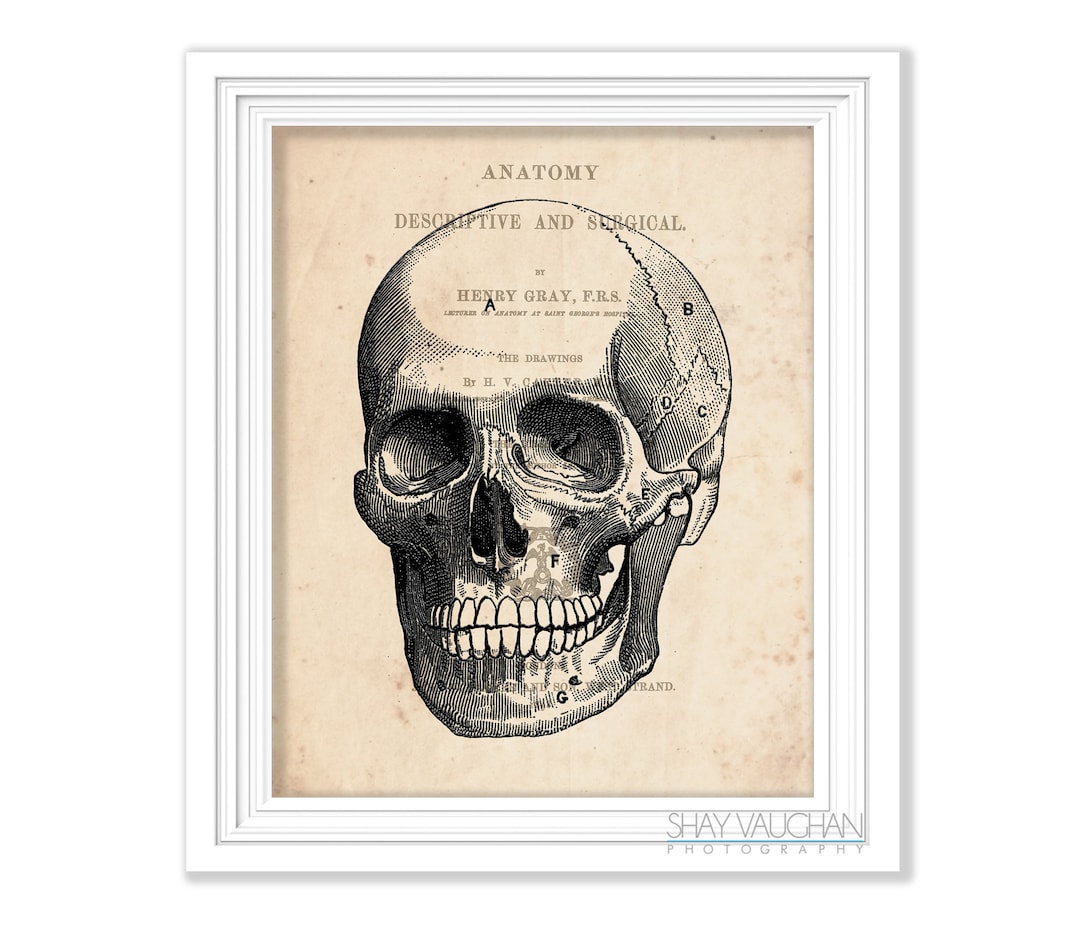 Human Skull Art Anatomy Art Print Vintage Anatomy Skull Print ...