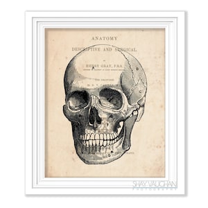 Human Skull Art Anatomy Art Print Vintage Anatomy Skull Print Anatomical Skull Art Print Gift for Medical Student Doctors Office Art No.538