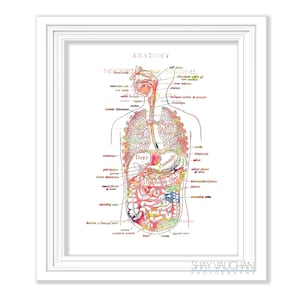 Digestive System Anatomy Art Print Watercolor Floral Digestive Tract Print Anatomical Gastrointestinal Tract Gastroenterologist Gift No.515
