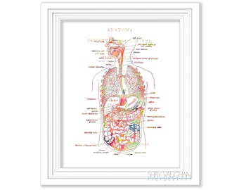 Digestive System Anatomy Art Print Vintage Anatomy Digestive Tract ...