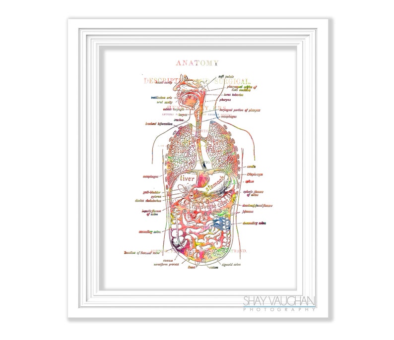 Digestive System Anatomy Art Print Watercolor Floral Digestive Tract ...