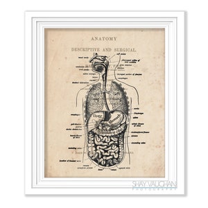Spijsverteringsstelsel anatomie Art Print Vintage anatomie spijsverteringskanaal Print anatomische maag-darmkanaal gastro-enteroloog cadeau No.535