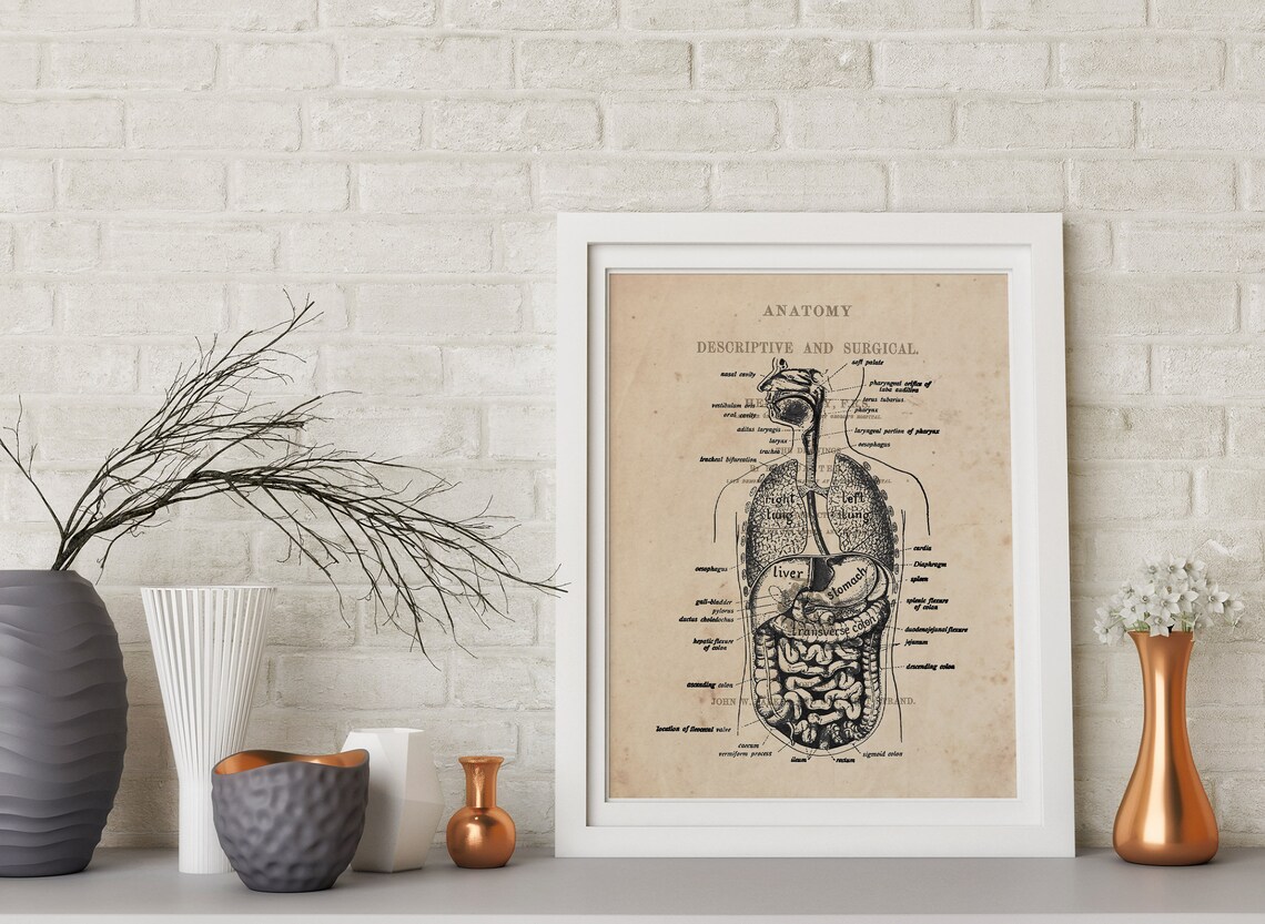 Digestive System Anatomy Art Print Vintage Anatomy Digestive Tract ...