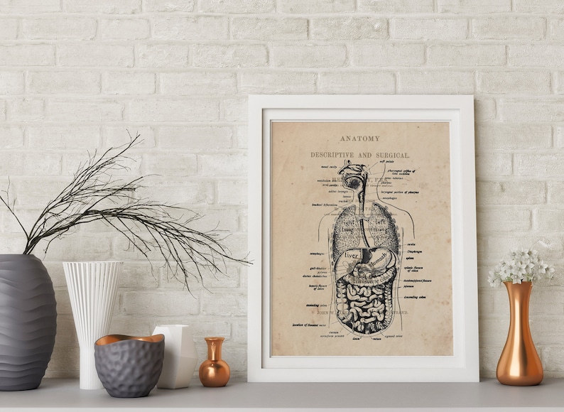 Digestive System Anatomy Art Print Vintage Anatomy Digestive Tract ...