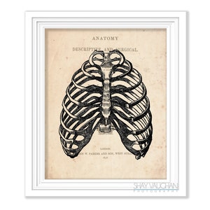 Rib Cage Anatomy Art Vintage Anatomy Rib Cage Print Anatomical Rib Cage Skeleton Print Gift for Medical Student Doctors Office Art No.537