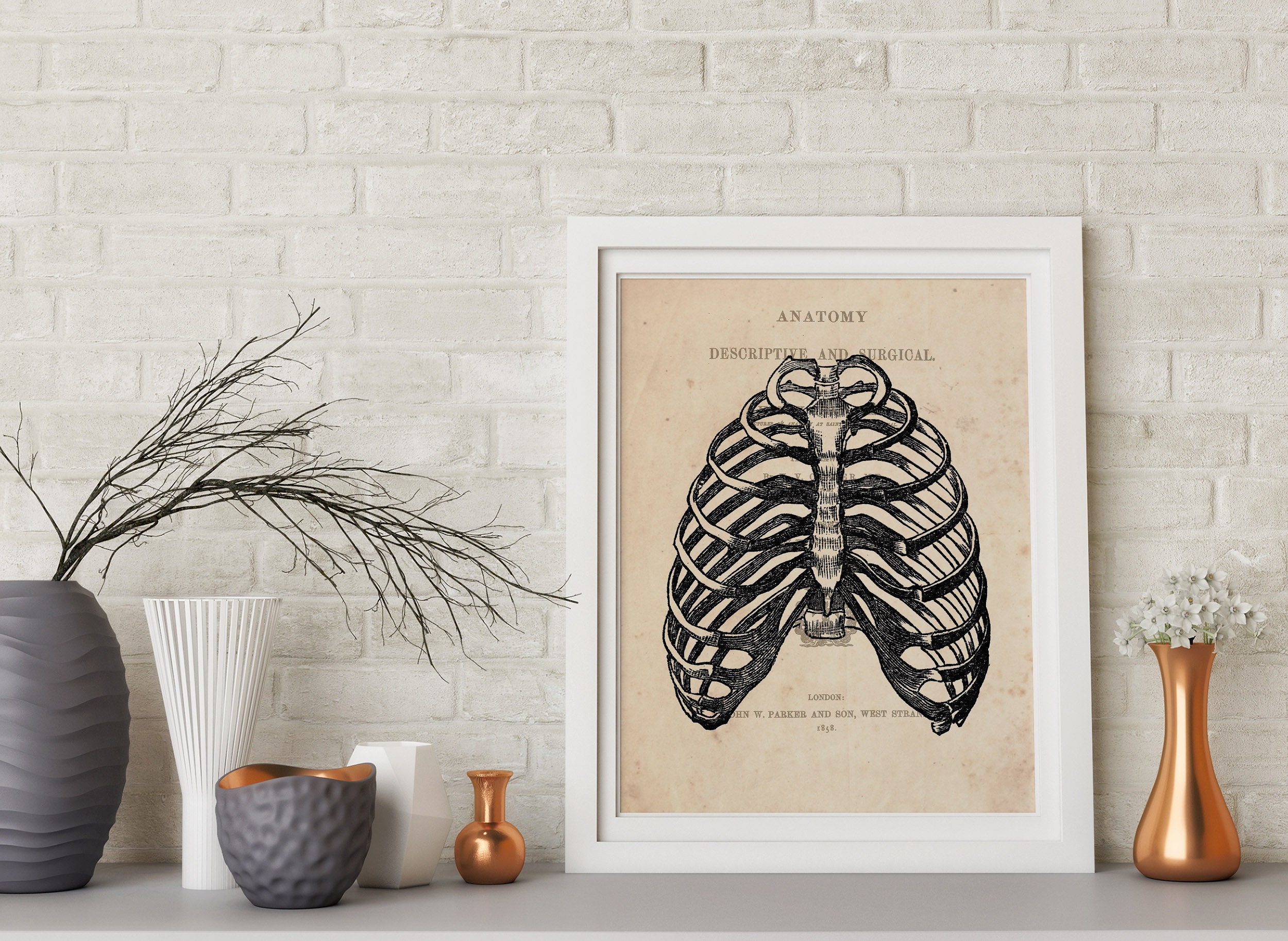 Rib Cage Anatomy Art Vintage Anatomy Rib Cage Print Anatomical Rib Cage ...