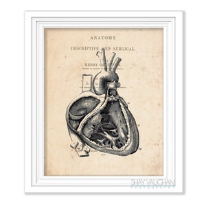 Herz Anatomie Kunst Vintage Anatomie Herz Druck Anatomie Herz Druck Geschenk für Kardiologie Medizin Student Geschenk Arzt Büro Kunst No.532