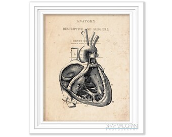 Heart Anatomy Art Vintage Anatomy Heart Print Anatomical Heart Print Gift for Cardiologist Medical Student Gift Doctors Office Art No.532