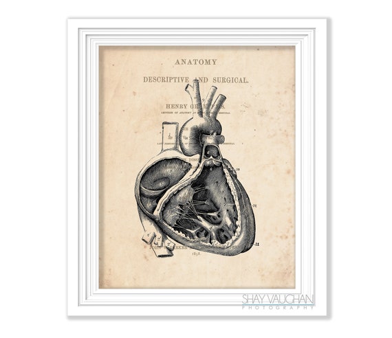 Heart Anatomy Art Vintage Anatomy Heart Print Anatomical Heart - Etsy
