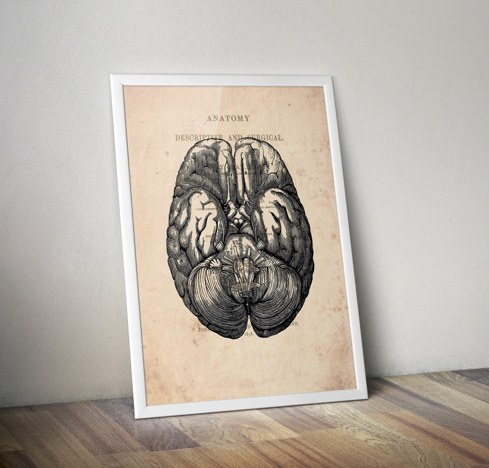Human Brain Art Anatomy Brain Vintage Anatomy Brain Print Anatomical ...